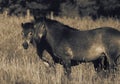 Exmoor ponies in a grass field meadow