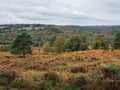 Exmoor Ponies Grazing in the Ashdown Forest