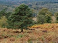 Exmoor Ponies Grazing in the Ashdown Forest