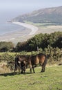 Exmoor ponies grazing on Exmoor near Porlock