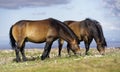 Exmoor Ponies