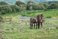 Exmoor ponies. Mare suckles foal. Royalty Free Stock Photo