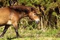 Exmoor pony