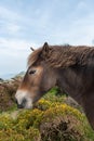 Exmoor pony Royalty Free Stock Photo