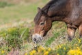 Exmoor pony Royalty Free Stock Photo