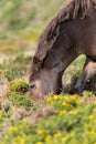 Exmoor pony Royalty Free Stock Photo