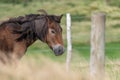 Exmoor pony Royalty Free Stock Photo