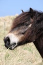 Exmoor Pony Royalty Free Stock Photo