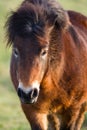 Exmoor Pony close up of the head Royalty Free Stock Photo