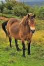 Exmoor Pony (Equus ferus caballus)