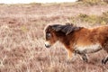 Exmoor Pony foal baby or ponies are a breed of horses native to the British isles they still live wild in Devon and Somerset south Royalty Free Stock Photo