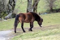 Exmoor Pony foal baby or ponies are a breed of horses native to the British isles they still live wild in Devon and Somerset south Royalty Free Stock Photo