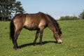 Exmoor pony grazing on green pasture outside Dunster, Somerset UK Royalty Free Stock Photo