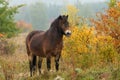 Exmoor pony grazing in a meadow Royalty Free Stock Photo