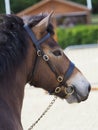 Exmoor Pony Headshot Royalty Free Stock Photo