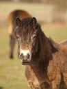 Exmoor Pony Headshot