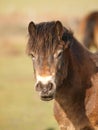 Exmoor Pony Headshot