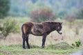 Exmoor pony