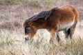 Exmoor Pony or ponies are a breed of horses native to the British isles they still live wild in Devon and Somerset south West Engl Royalty Free Stock Photo