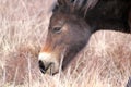 Exmoor Pony or ponies are a breed of horses native to the British isles they still live wild in Devon and Somerset south West Engl Royalty Free Stock Photo