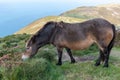 Exmoor pony Royalty Free Stock Photo