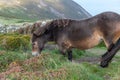 Exmoor pony Royalty Free Stock Photo