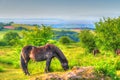 Exmoor pony view to Hinkley bright colourful HDR in Uk countryside Royalty Free Stock Photo