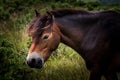 Exmoor pony Royalty Free Stock Photo