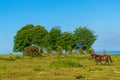 Exmoor wild pony Cothelstone Hill and Seven Sisters Trees Quantock Hills England UK Royalty Free Stock Photo