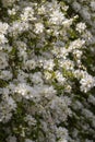Exochorda macrantha The Bride Royalty Free Stock Photo