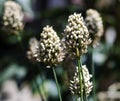 Exocitic Flowers bloom in a cluster in a Colorado garden. Royalty Free Stock Photo