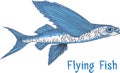 Exocoetidae or Flying fish hand drawing Royalty Free Stock Photo