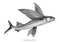 Exocoetidae or Flying fish hand drawing vintage engraving illustration Royalty Free Stock Photo