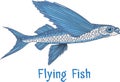 Exocoetidae or Flying fish hand drawing Royalty Free Stock Photo