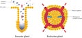 Exocrine and endocrine glands