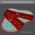 Exocrine Glands Secrete Hormones. Illustration