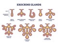 Exocrine glands structure for anatomical secrete substances outline diagram Royalty Free Stock Photo