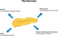 Exocrine Pancreas Physiology Royalty Free Stock Photo