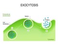 Exocytosis Royalty Free Stock Photo