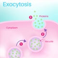 Exocytosis is a form of active transport. Royalty Free Stock Photo