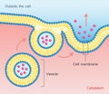 Exocytosis Vesicle Transport Cell Membrane