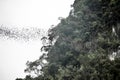 Exodus of bats from the Deer Cave, Mulu National Park