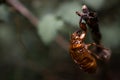 Cicada exoskeleton attached to a branch