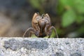 Exoskeleton of a Cicada on Concrete Surface Royalty Free Stock Photo