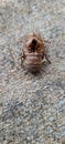 Exoskeleton of cicada Royalty Free Stock Photo