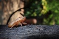 Exoskeleton of a Cicada - Pomponia imperatoria Royalty Free Stock Photo