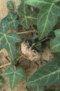 Exoskeleton of cicadidae attached to a leaf Royalty Free Stock Photo