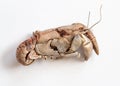 Exoskeleton of Dead Burrowing Crayfish