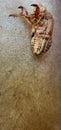 Exoskeleton of dead bush cicada Royalty Free Stock Photo
