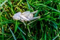 Exoskeleton of a grasshopper to study the life cycle of an insect